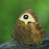 Common Wood Nymph