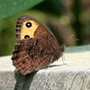 Common Wood Nymph