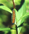 Harris' Checkerspot
