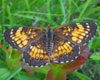 Harris' Checkerspot