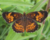 Harris' Checkerspot