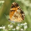 Silvery Checkerspot