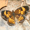Silvery Checkerspot