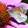 Common Ringlet