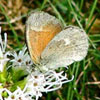 Common Ringlet