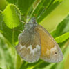 Common Ringlet