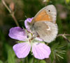 Common Ringlet