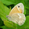 Common Ringlet
