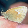Common Ringlet