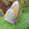 Common Ringlet