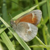 Common Ringlet