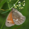 Common Ringlet