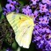 Orange Sulphur