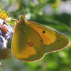 Orange Sulphur