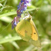 Orange Sulphur