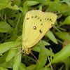 Orange Sulphur