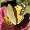 Orange Sulphur
