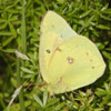 Orange Sulphur