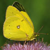 Orange Sulphur