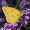 Orange Sulphur