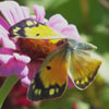 Orange Sulphur