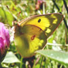Orange Sulphur