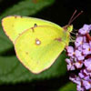 Clouded Sulphur