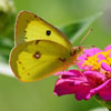 Clouded Sulphur