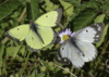 Clouded Sulphur