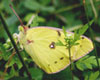 Clouded Sulphur