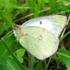 Clouded Sulphur