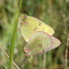 Clouded Sulphur