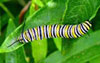 Monarch