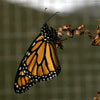 Monarch