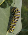 Monarch