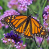 Monarch