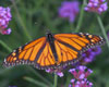 Monarch