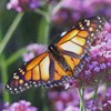 Monarch
