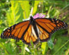 Monarch