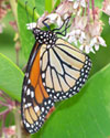 Monarch