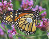 Monarch
