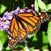 Monarch