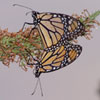 Monarch