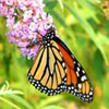Monarch