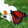 Monarch