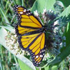 Monarch