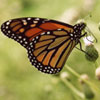 Monarch