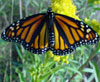 Monarch