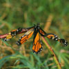 Monarch