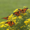 Monarch